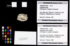 Foto (Objekt + Etikett) von Decapoda indet. (lobster)  (NHMW-GEO-1990-0041-2601)